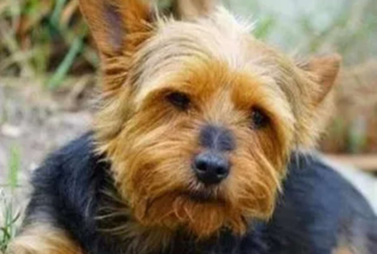 Yorkshire Terrier