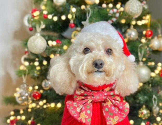 5 foto elegantissime di cani a Natale che vi faranno scoprire tutta la loro raffinatezza