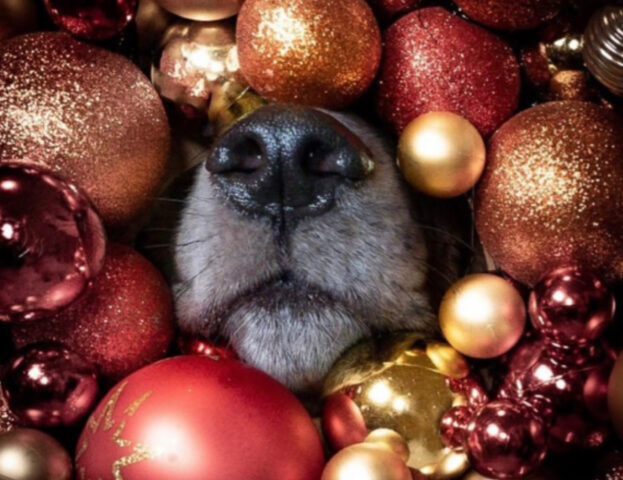 5 foto di cani e palline di Natale che però non fanno affatto temere il peggio