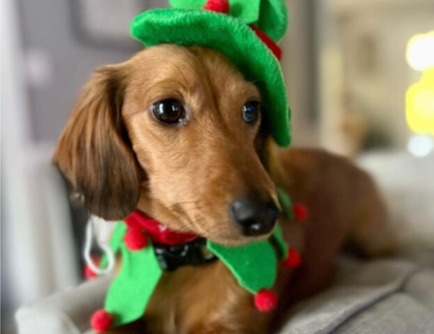 5 foto di cani-elfi di Babbo Natale talmente adorabili da farvi sperare nella loro comparsa all’improvviso