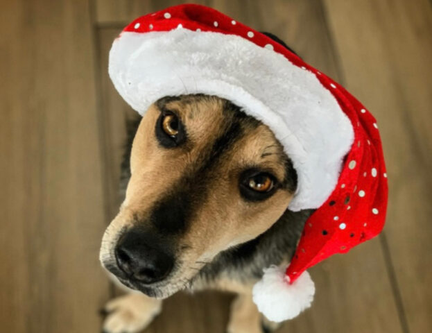 5 foto di cani vestiti da Babbo Natale che vi faranno credere nella sua esistenza