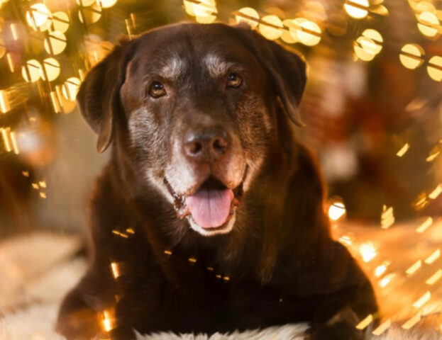 5 foto incantevoli di cani e luci di Natale, romantiche e decisamente adorabili