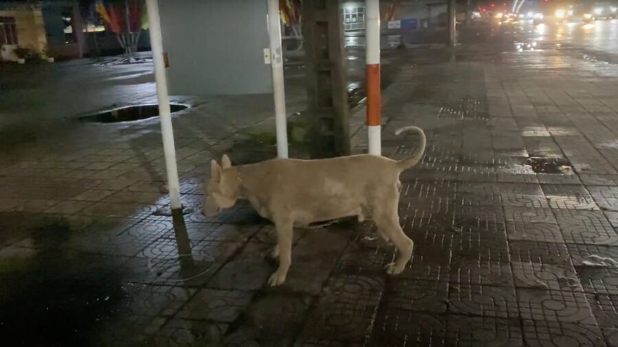 Cane abbandono alla fermata dell'autobus