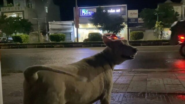 Abbandonato alla fermata dell’autobus, questo cane era solo e circondato dall’indifferenza