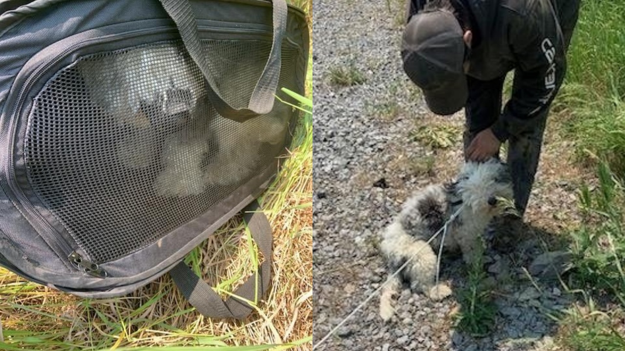 cane abbandonato in un campo