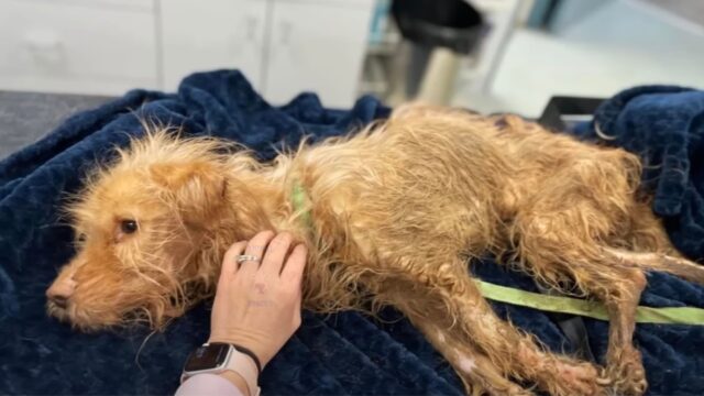 Abbandonato sul ciglio della strada, questo cucciolo di cane stava per perdere la vita