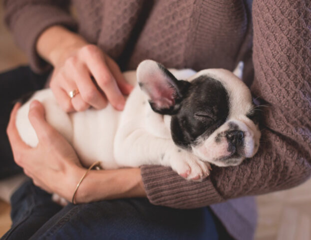 Accarezzate i cani (anche di altre persone): la cosa può solo fare migliorare la vostra salute