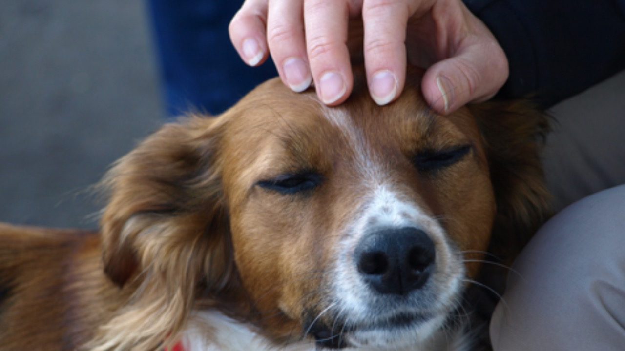 Cane viene coccolato