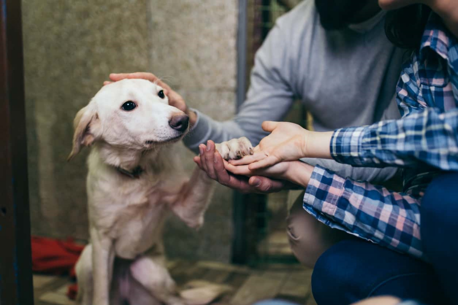 adottare cani: iniziativa