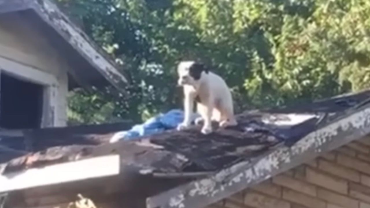 Cagnolina incinta sul tetto