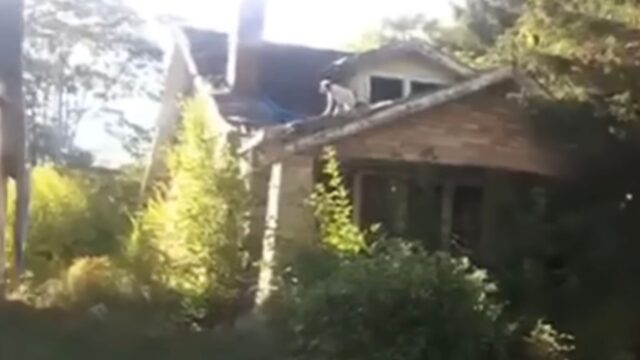 Cagnolina incinta è stata lasciata sola sul tetto di una casa abbandonata in disperata attesa di aiuto