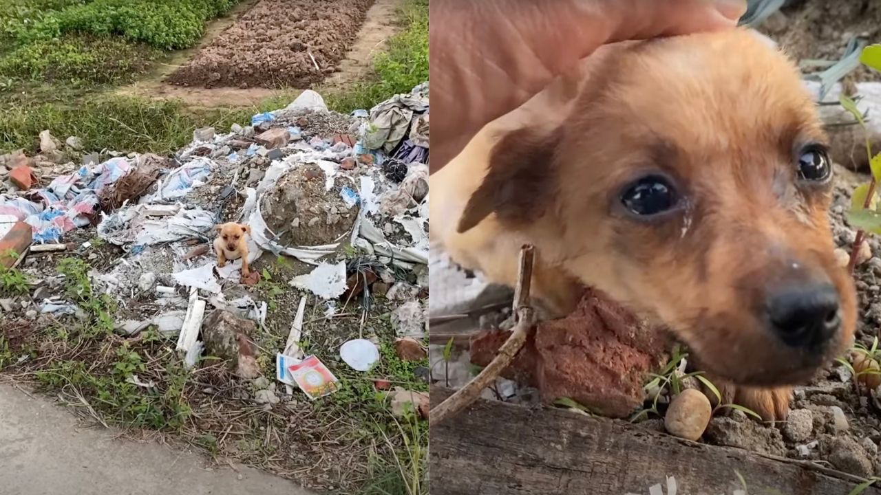 Cucciolo di cane abbandonato nella spazzatura