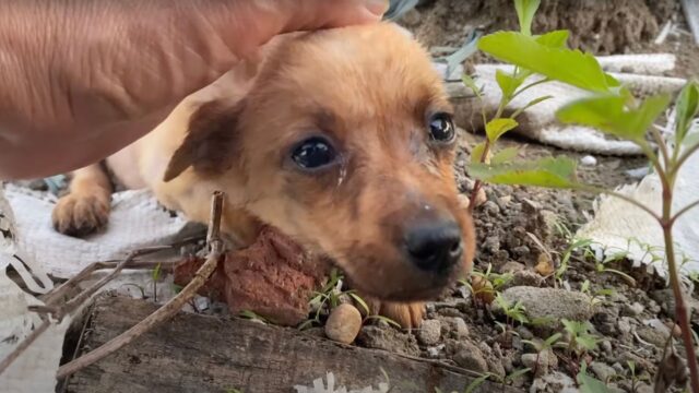 Debolissimo, il cucciolo di cane senza più speranze è stato abbandonato in mezzo ai rifiuti