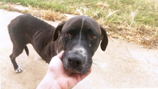 Dopo aver vissuto un incubo mamma cane tremava pensando a ciò che era successo ai suoi cuccioli