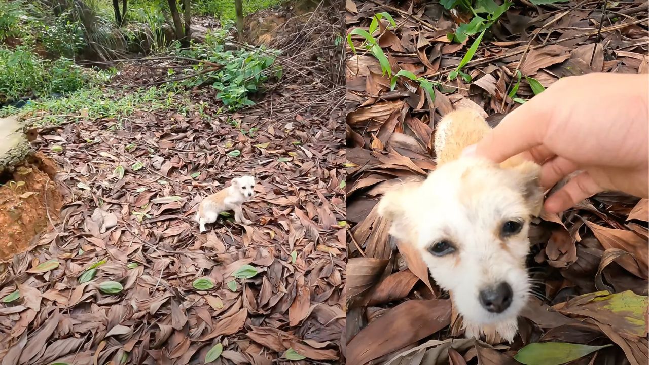 Cagnolino riceve i soccorsi