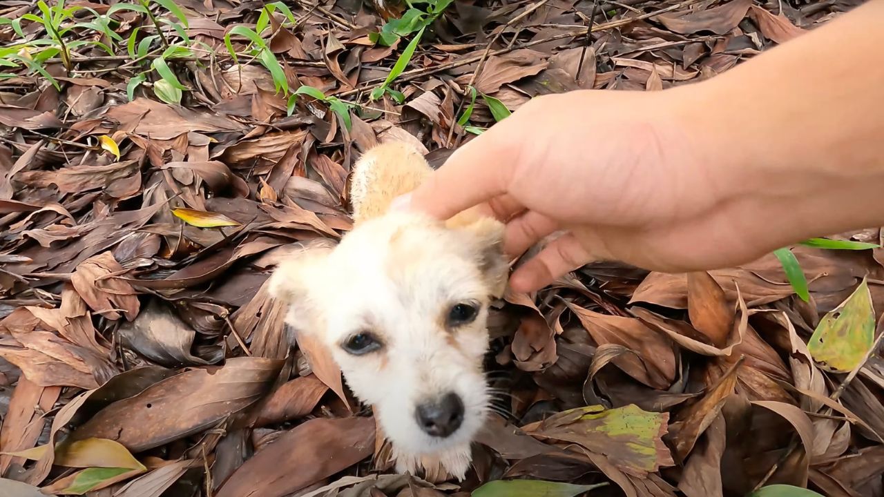 Piccolo cane impaurito