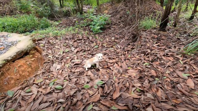 Era nel mezzo della foresta, trovarlo è stato difficilissimo: il cagnolino ha rischiato di volare via