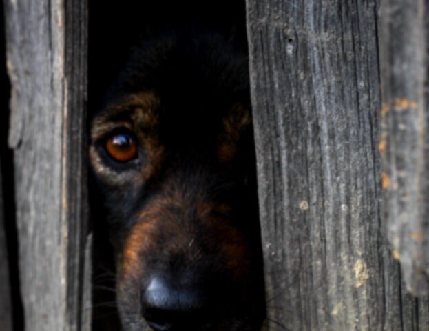 Fuochi d’artificio e botti di Capodanno: i modi per proteggere il vostro cane e non correre rischi