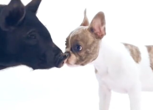 Gioia e perplessità, queste sono le reazioni dei cuccioli di cani che incontrano specie diverse
