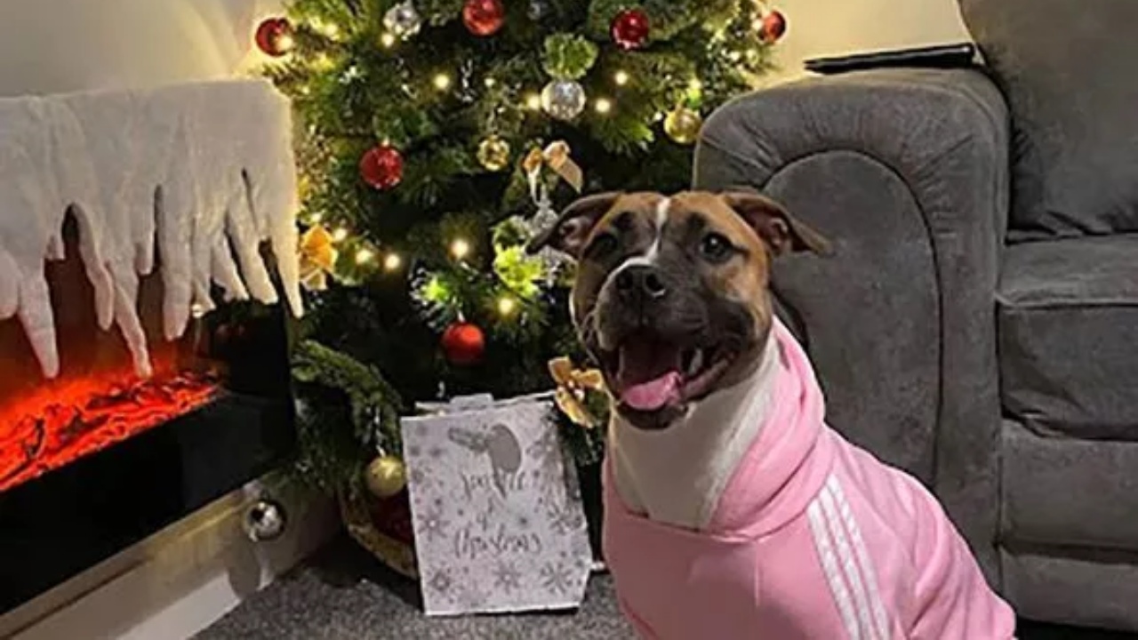 Amstaff dispettosi salvano albero di natale