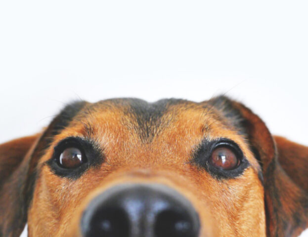 Gli esseri umani preferiscono i cani con un preciso colore degli occhi: lo dice la scienza