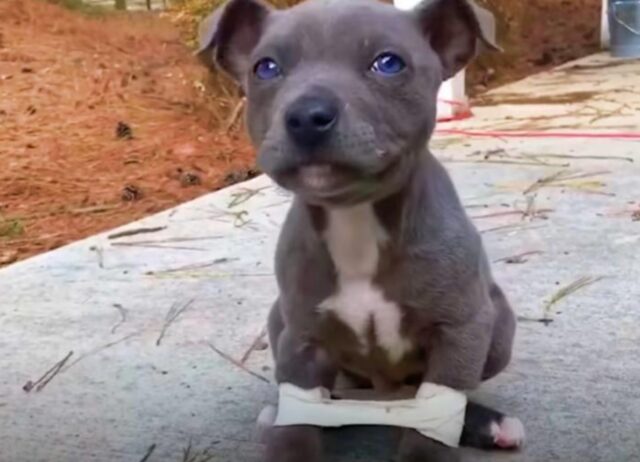 Ha bendato le zampe del suo cagnolino disabile, ma il motivo non è quello che potete immaginare