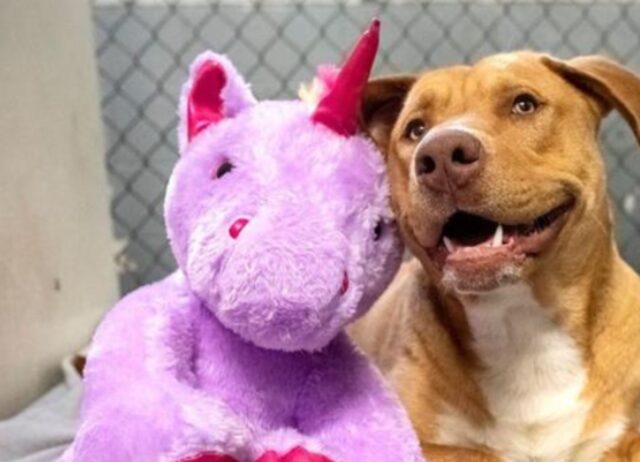 Ha provato a rubare il peluche a forma di unicorno per giorni, finché al cane non è stato ufficialmente regalato