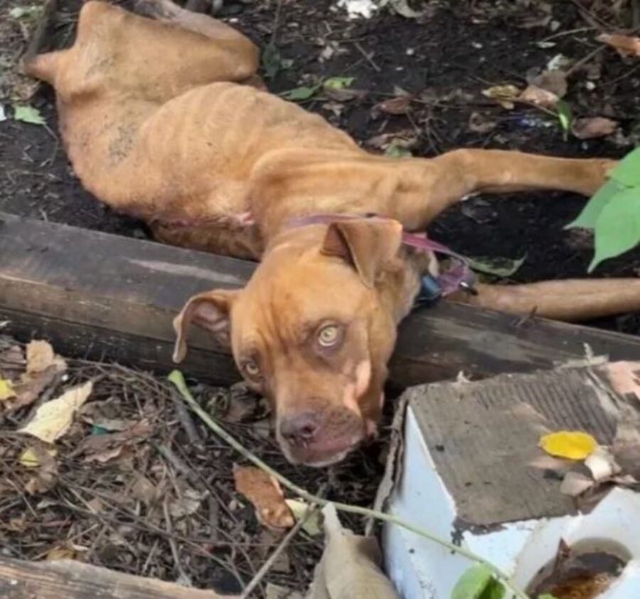 una cagnolina magrissima