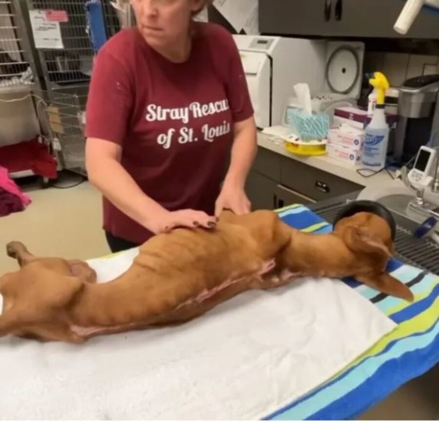 una veterinaria cura un cane