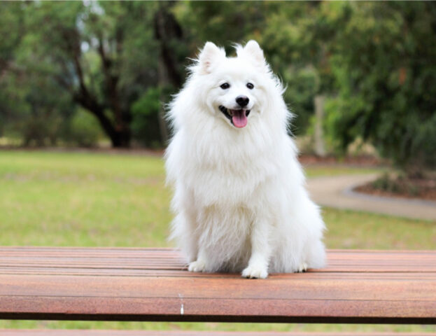 Hanno svelato il mistero dell’origine di questo cane (anche se ormai non esiste più)