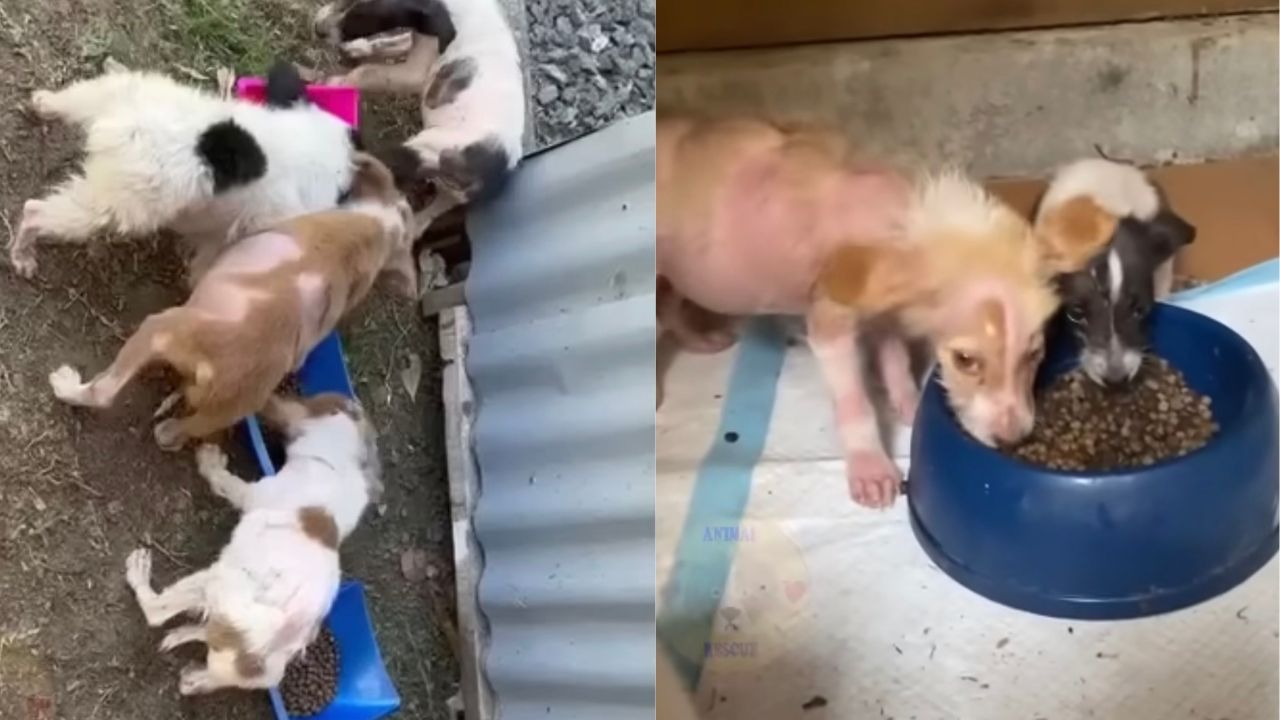 Cuccioli di cane salvati