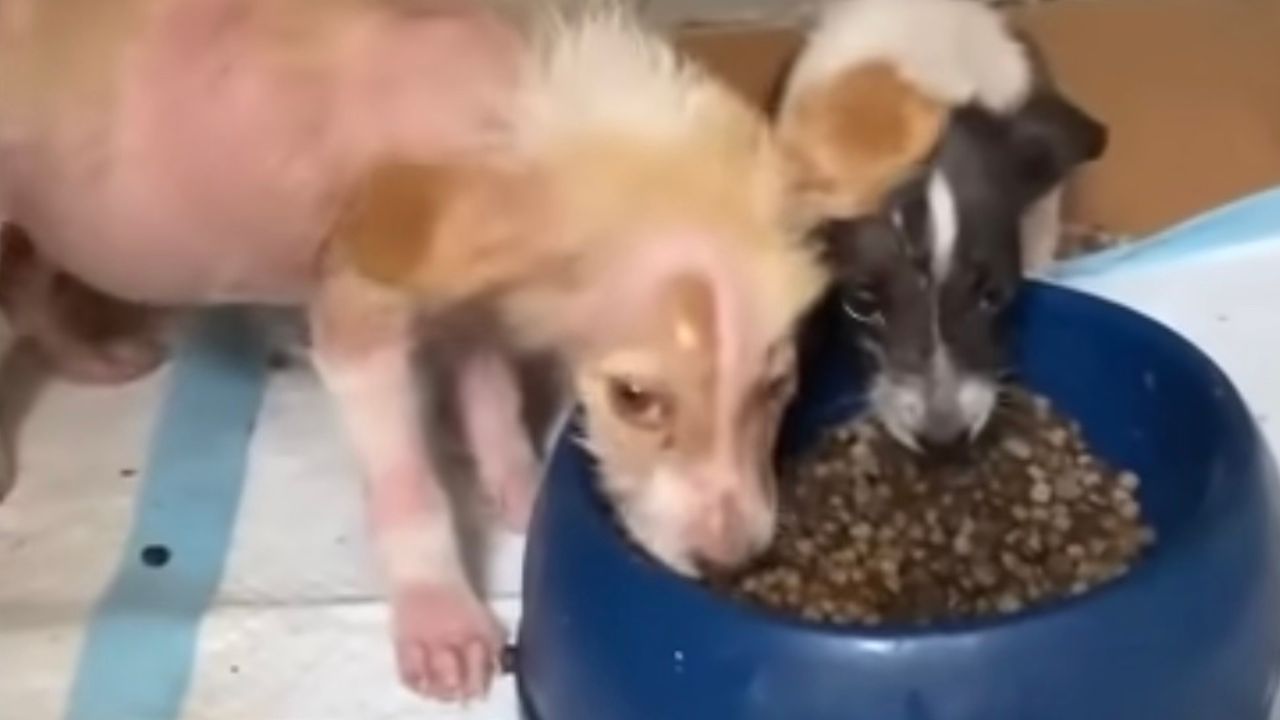 Cuccioli mangiano dalla ciotola