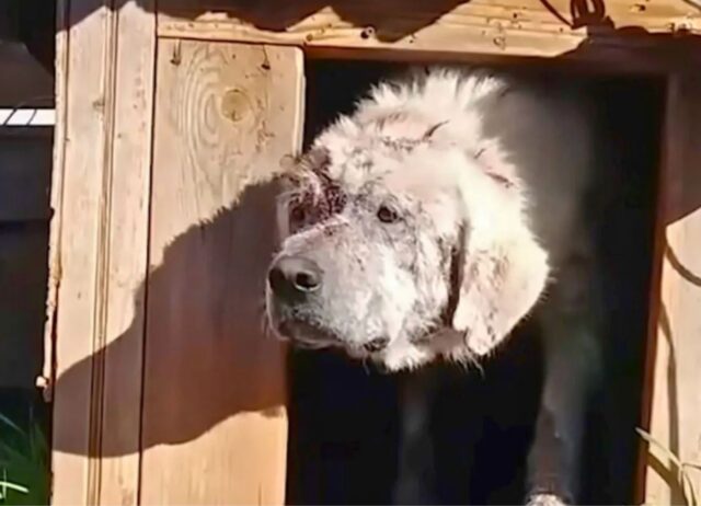 Il Cane abbandonato, lasciato all’interno della cuccia, trova finalmente gioia quando la sua nuova mamma compare