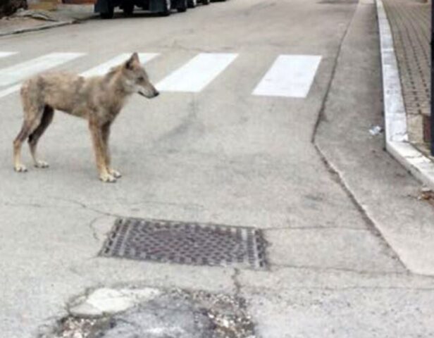 Il cagnolino è stato sbranato da un lupo e in questo Comune italiano adesso tutti hanno paura