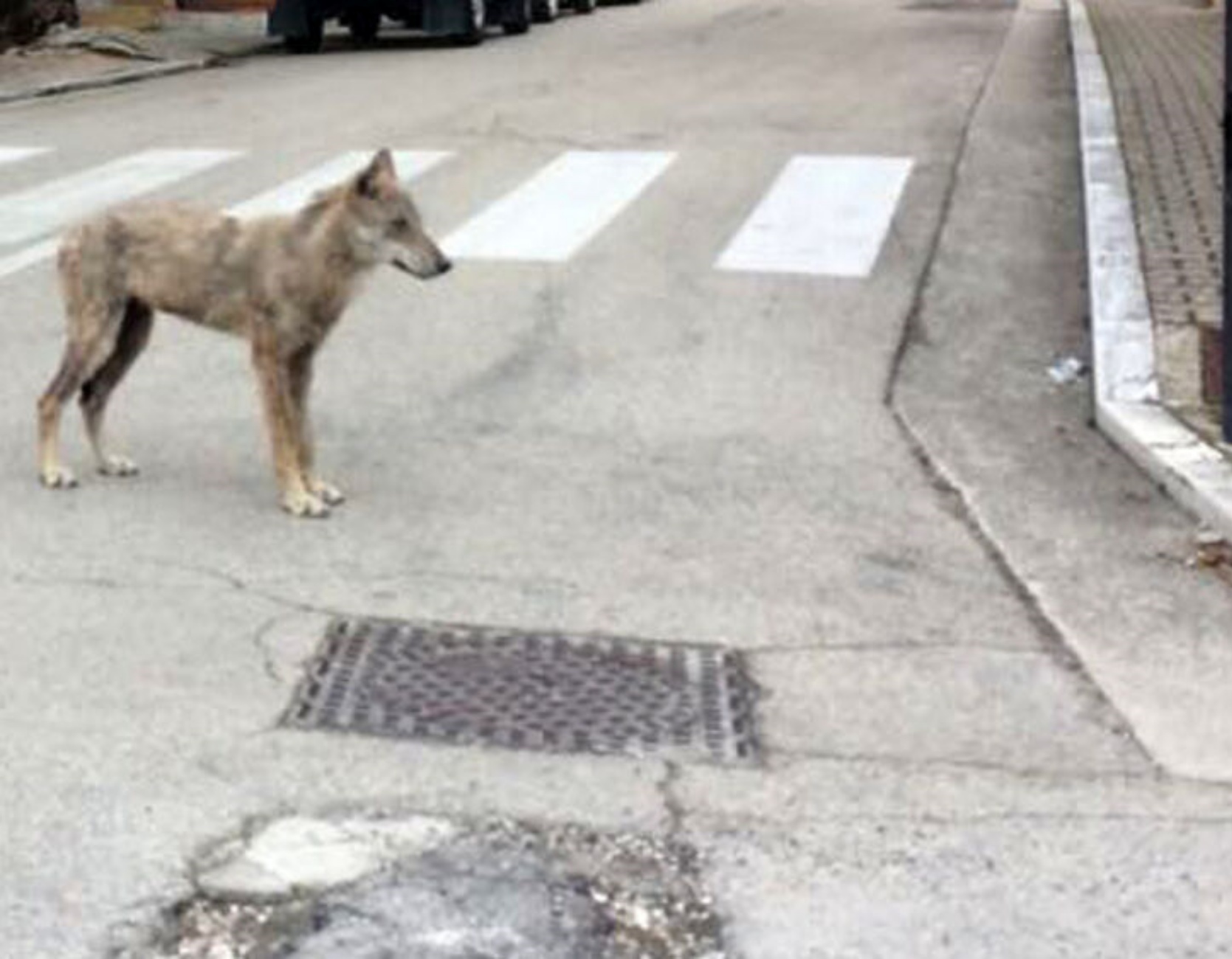 abruzzo: cagnolino sbranato da un lupo