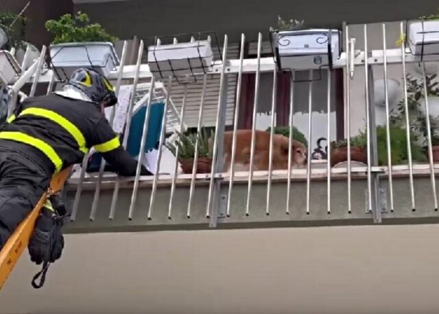 Il cane è rimasto incastrato nella ringhiera: i pompieri di questa città italiana hanno fatto il miracolo