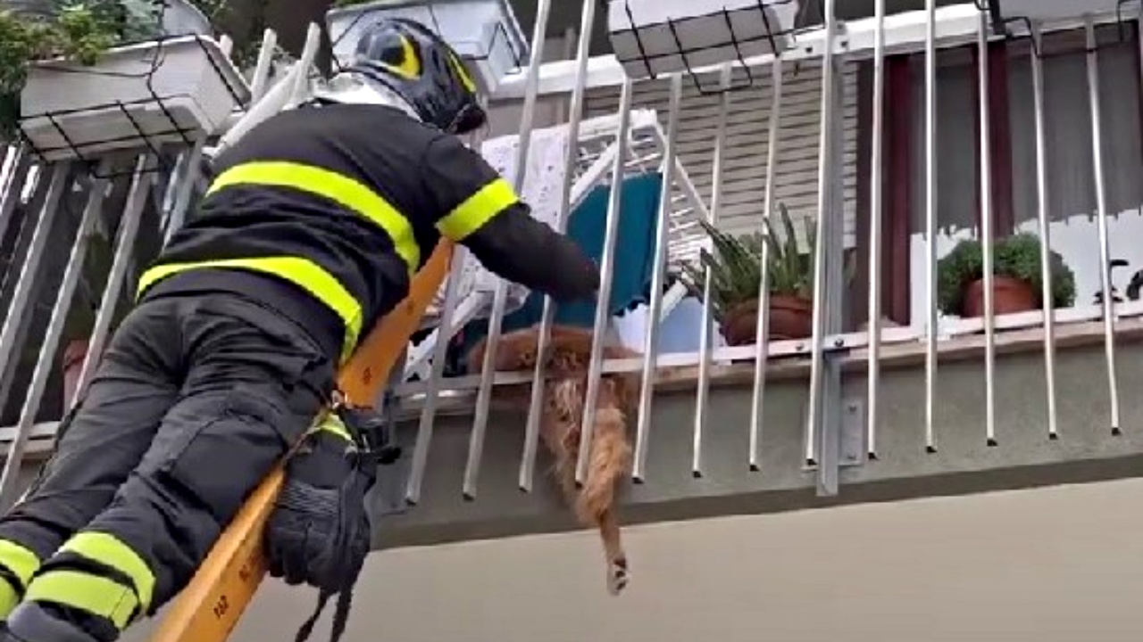 cane incastrato nella ringhiera salvato da pompieri