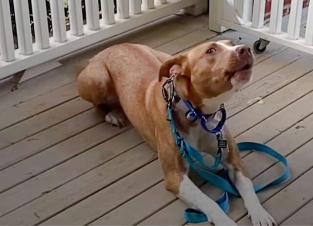 Il cane è rimasto lontano dalla sua famiglia, quando finalmente hanno indagato è venuto fuori il vero motivo