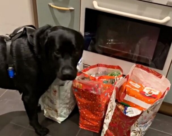 Il cane fa partire un vero e proprio controllo di sicurezza quando il suo padrone arriva con la spesa