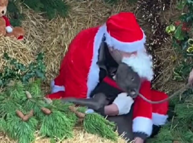 Il cane incontra per la prima volta Babbo Natale e decide che sarà per sempre la sua persona preferita