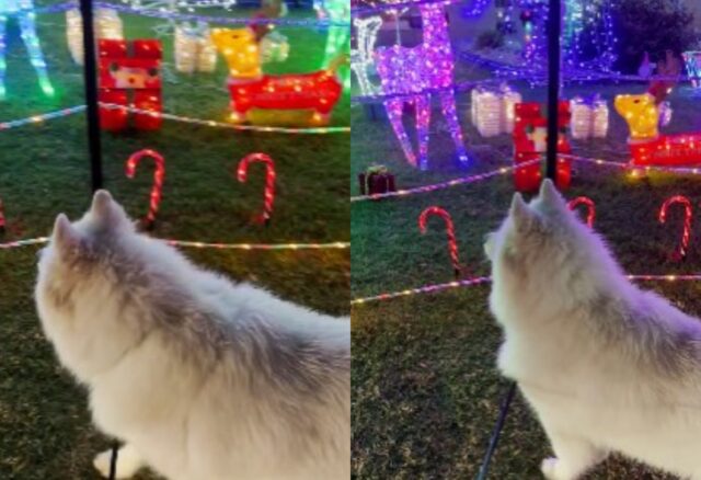 Il cane non riesce a resistere: si ferma a osservare tutte le luci natalizie che vede in passeggiata