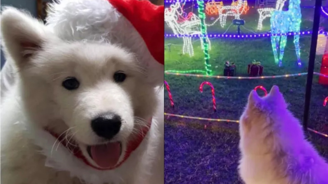 cane ama le luci natalizie