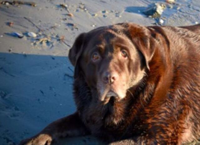 Il cane obeso è stato adottato da una famiglia che lo ha aiutato a perdere finalmente peso e stare meglio