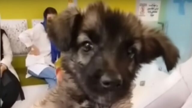 Il cucciolo di cane deforme invocava aiuto dalla sua mamma, urlando dall’interno della scatola