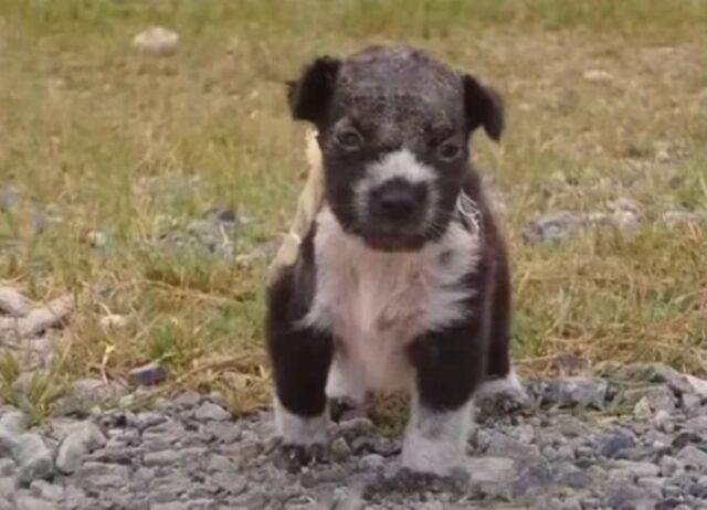 Il cucciolo di cane maltrattato si ostina ancora ad amare gli umani, anche se lo hanno gettato nella spazzatura