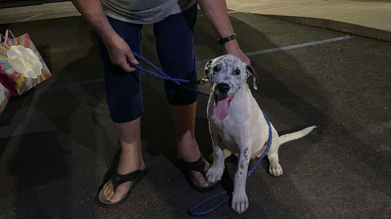 Cane felice di essere stato adottato