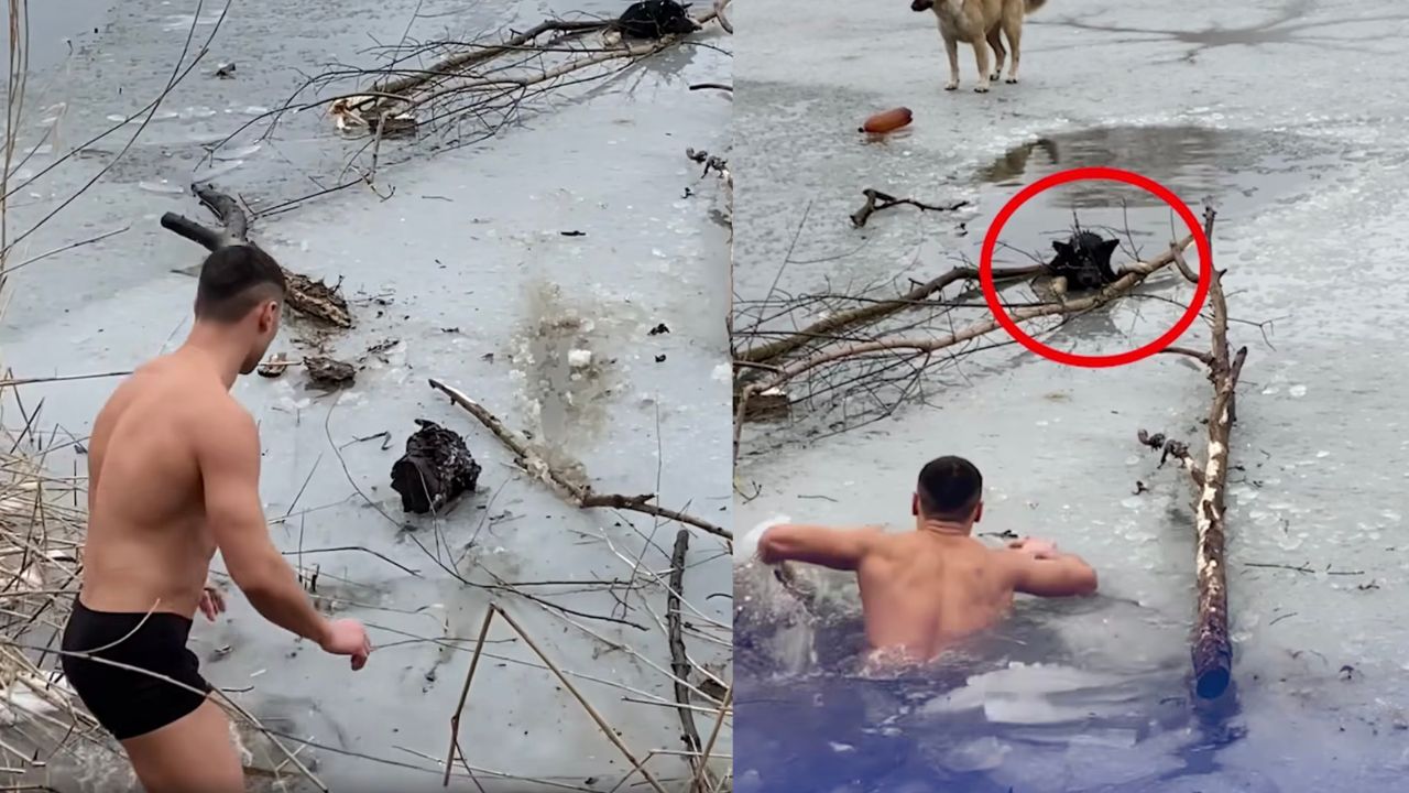 Cane salvato dal fiume ghiacciato