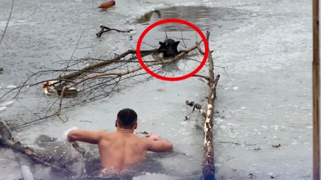 Il ragazzo coraggioso decide di fare tutto il possibile per salvare il cane dal fiume ghiacciato