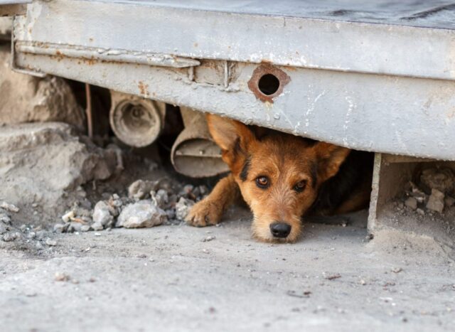 In questo Comune italiano puoi ricevere un bonus di 300 euro se adotti un cane