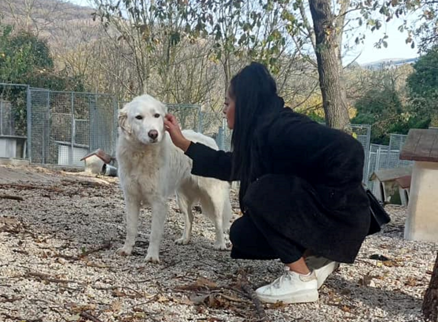 cane anziano nel canile